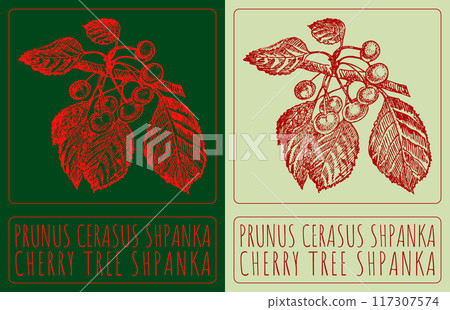Vector drawing PRUNUS CERASUS SHPANKA. Hand drawn illustration. Latin name is CHERRY TREE SHPANKA Vector drawing PRUNUS CERASUS SHPANKA. Hand drawn illustration. Latin name is CHERRY TREE SHPANKA 117307574