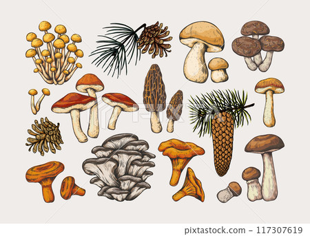 Mushrooms. Vintage fungus, forest oyster and chanterelle king, boletus and shiitake, wild chinese morel. Sketch style colorful isolated design elements. Retro hand drawn vector illustration 117307619
