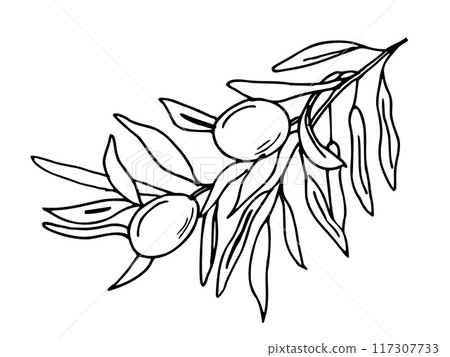 Olive Branch with Olives isolated on white background. Hand drawn Vector illustration in outline style. Black and White line art for cards, logos and food, cosmetic design. 117307733