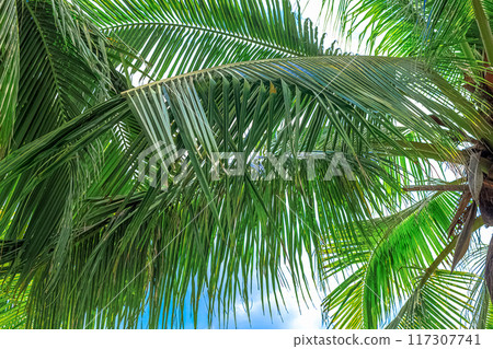 View of the crown of a coconut tree with coconut fruits against a blue sky. Sanya, China 117307741