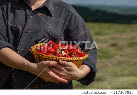 harvest strawberries field collect basket closeup selfservice 117307925