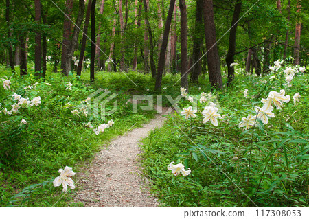 那須鹽原市赤松森林和山百合 117308053