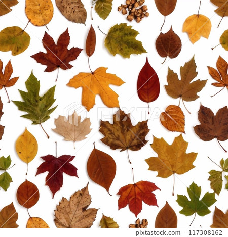 Colorful background of autumn maple tree leaves white background. Multicolor maple leaves autumn background. 117308162