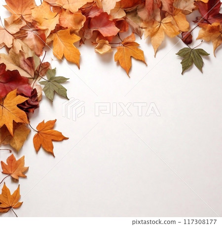 Colorful background of autumn maple tree leaves background with white empty space for text. Multicolor maple leaves autumn background.  117308177