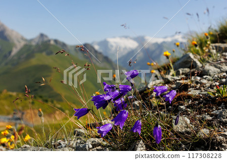 Scenic Idyllic view alpine wildflower blooming lilac bluebell flowers meadow field tirol mountain valley Austria Grossglockner peak rocks background. Abstract sunrise warm summertime herbal landscape 117308228