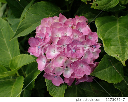  粉紅色的繡球花 117308247