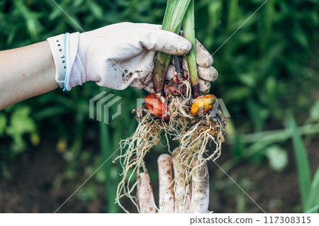 hands holding gladiolus flower bulb onion before planting hands holding gladiolus flower bulb onion before planting 117308315