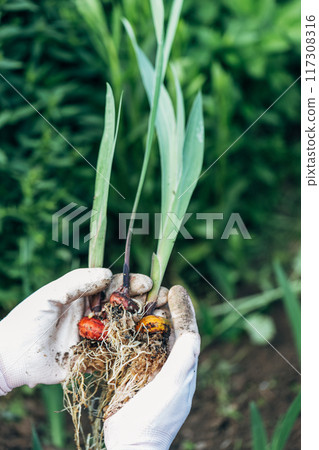 hands holding gladiolus flower bulb onion before planting 117308316