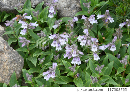 岩袋，北海道大雪山岩石和礫石地區看到的一簇美麗的淡紫色花朵 117308765