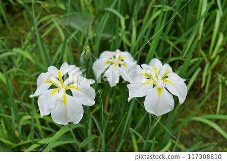Irises wet with morning dew in the rear garden of Meigetsu-in Temple, Kamakura 117308810
