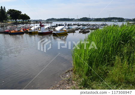 Teganuma Lake in northern Chiba Prefecture 117308947