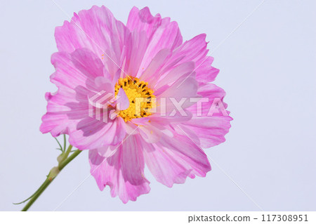 Cosmos Semi-double flower Cosmos Semi-double flower 117308951