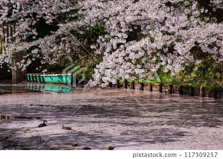 Hirosaki Castle: Ducks swimming in the flower raft moat 117309257