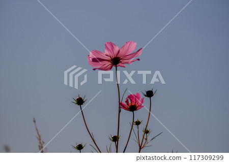 A single cosmos flower against the blue sky A single cosmos flower against the blue sky 117309299