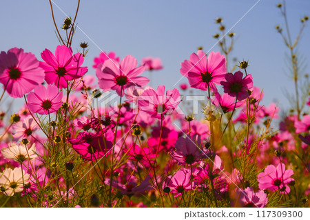 Cosmos shining in the blue sky 117309300