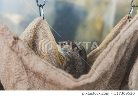 Otters playing on a hammock Otters playing on a hammock 117309520