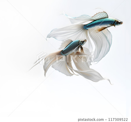 couple of amazing soft azure color Betta fish with long tail and fins  against white background. close up. Digital artwork.  Ai generated 117309522