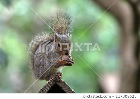 日本松鼠咬核桃 日本松鼠咬核桃 117309523
