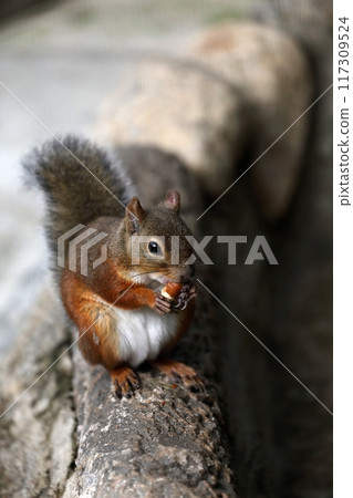 Japanese squirrel eating an acorn 117309524