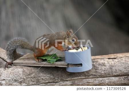 Japanese squirrel eating food 117309526