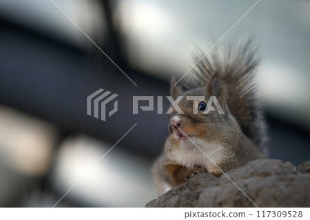 Portrait of a Japanese squirrel looking up 117309528