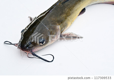 American catfish caught in Lake Kasumigaura American catfish caught in Lake Kasumigaura 117309533