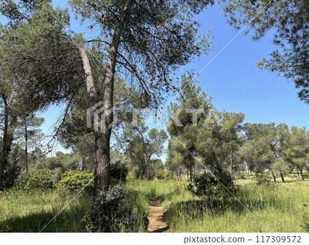 The man-made forest of Mata, planted with Aleppo pine or Jerusalem pine (lat.- Pinus halepensis) 117309572
