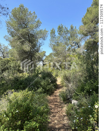 The man-made forest of Mata, planted with Aleppo pine or Jerusalem pine (lat.- Pinus halepensis) The man-made forest of Mata, planted with Aleppo pine or Jerusalem pine (lat.- Pinus halepensis) 117309574