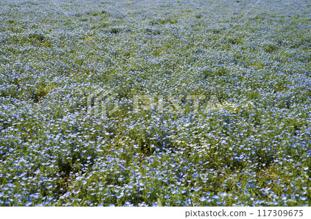 Nemofila盛開的山 117309675