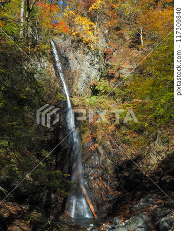 Shiraito Falls in Kosuge Village, Okutama 117309840
