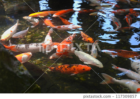 Nishikigoi swimming in the pond 117309857
