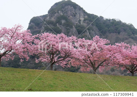 Shiroyama and Shiroyama Sakura along the Kano River, Izunokuni City, pink flowers 117309941