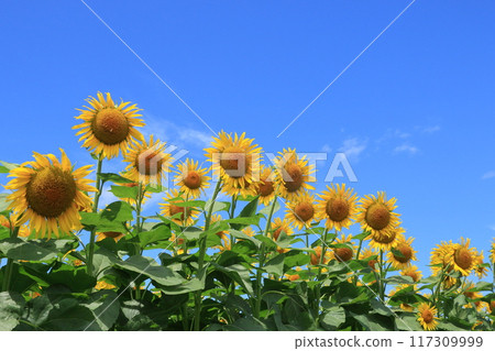 向日葵向藍天綻放 117309999