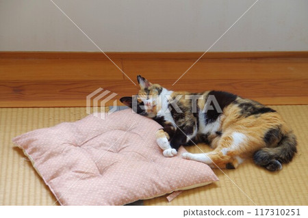 Sleeping cat 117310251