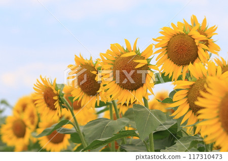 向著太陽綻放的向日葵,大向日葵 向著太陽綻放的向日葵,大向日葵 117310473