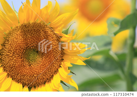 向著太陽綻放的向日葵，大向日葵 117310474