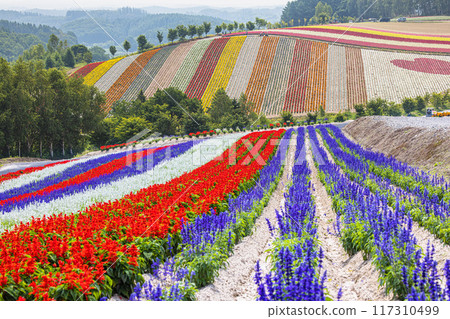 [北海道_美瑛_四季彩之丘] 漫山遍野的五彩花朵盛開的景象 117310499
