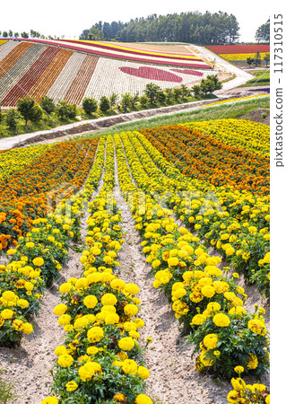 [北海道_美瑛_四季彩之丘] 漫山遍野的五彩花朵盛開的景象 117310515