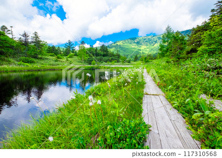 Scenery with tree path 117310568