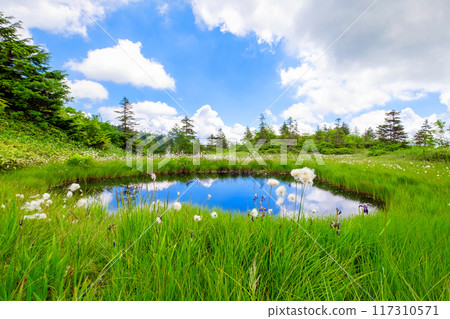 The pond reflecting the blue sky 117310571