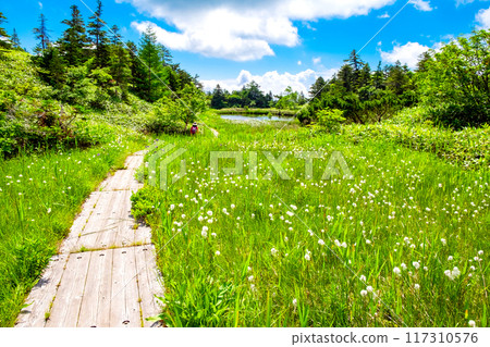 我盛開的濕地 117310576