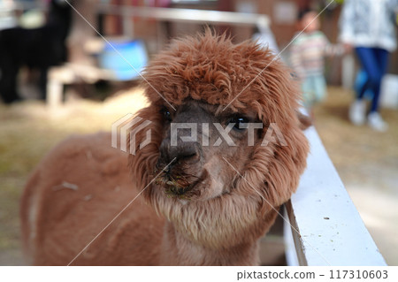 Adorable alpacas at a tourist ranch Adorable alpacas at a tourist ranch 117310603