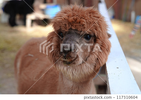 旅遊農場裡的可愛羊駝 117310604