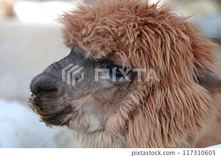 A close-up of a cute alpaca's profile at a tourist ranch A close-up of a cute alpaca's profile at a tourist ranch 117310605