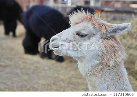 Profile of a cute alpaca at a tourist ranch 117310606