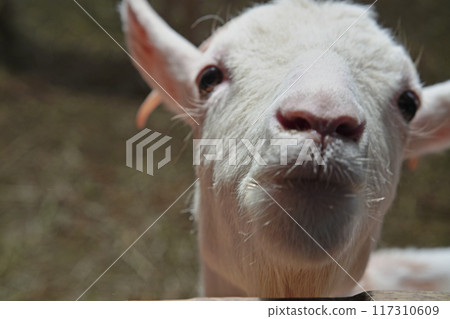Cute goat's face front close-up 117310609