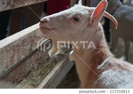 Cute goat profile with beard 117310611