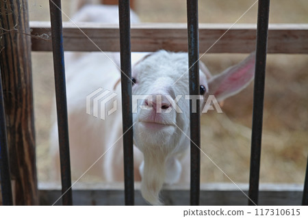Cute goat face through the fence 117310615