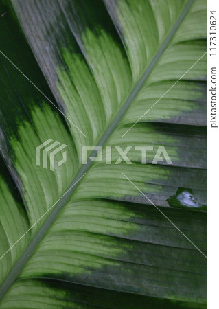 Calathea leaves and raindrops Calathea leaves and raindrops 117310624