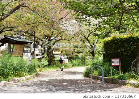 Yamashina Ward: Lake Biwa Canal Walking Trail, Fresh Greenery, and Tourist Information Board Yamashina Ward: Lake Biwa Canal Walking Trail, Fresh Greenery, and Tourist Information Board 117310667